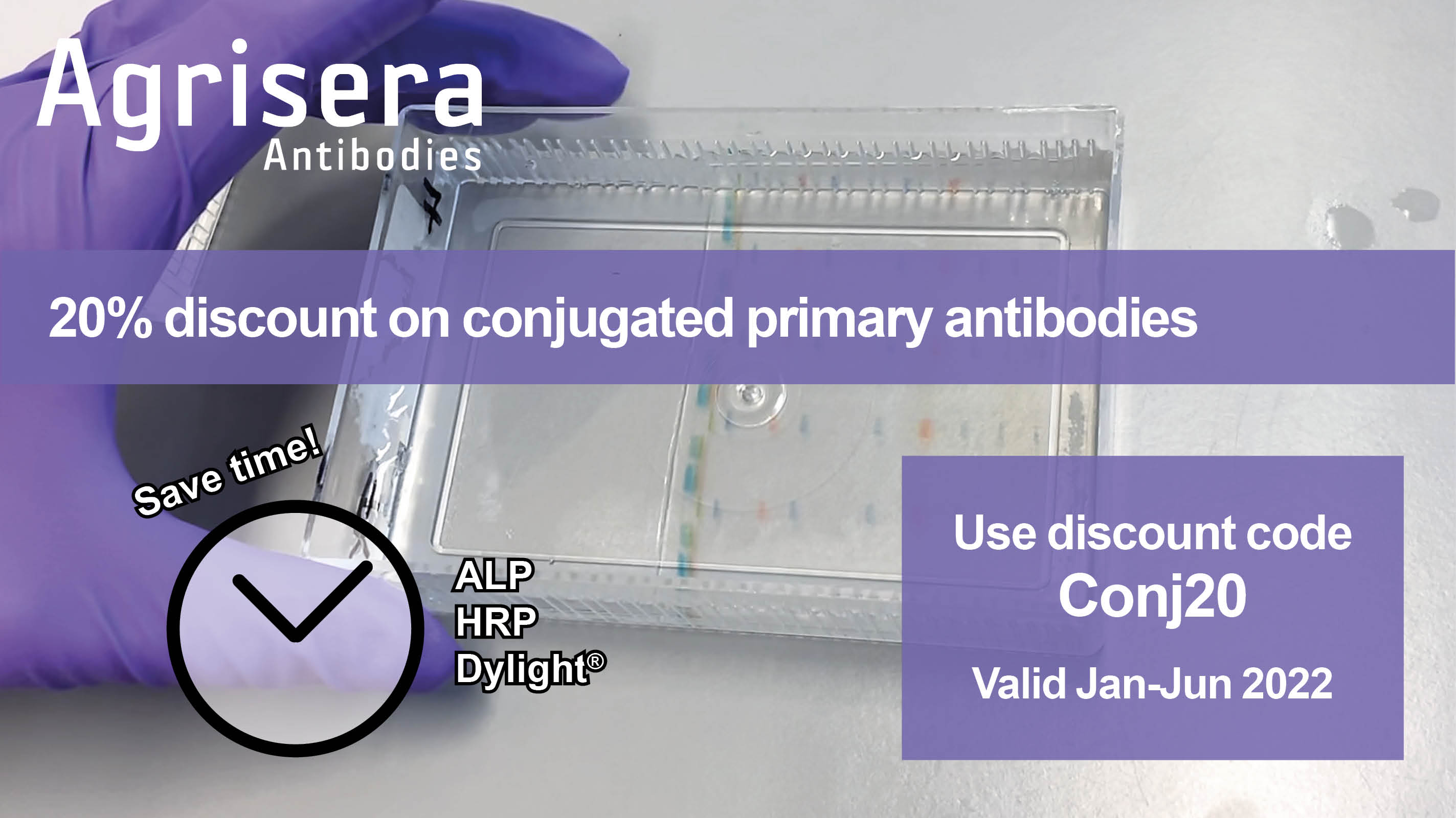 Agrisera Primary Conjugate Antibody Promo